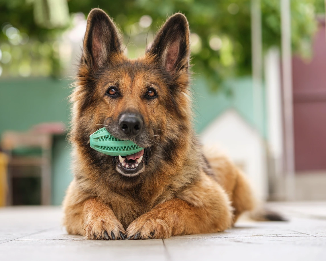 german shepherd